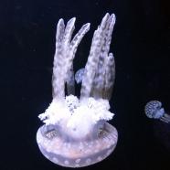 Large Jellyfish, New Orleans, Louisiana