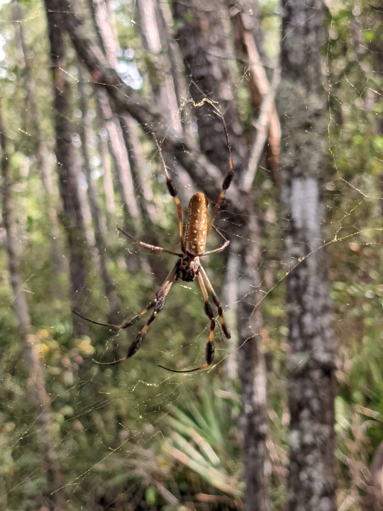 50 Hikes: #18 St. Francis Trail Spider