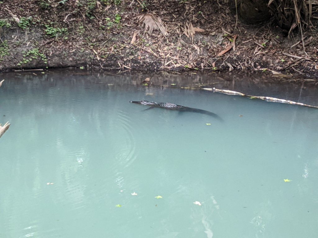 50 Hikes: #20 Spring Hammock Preserve Question Pond Alligator