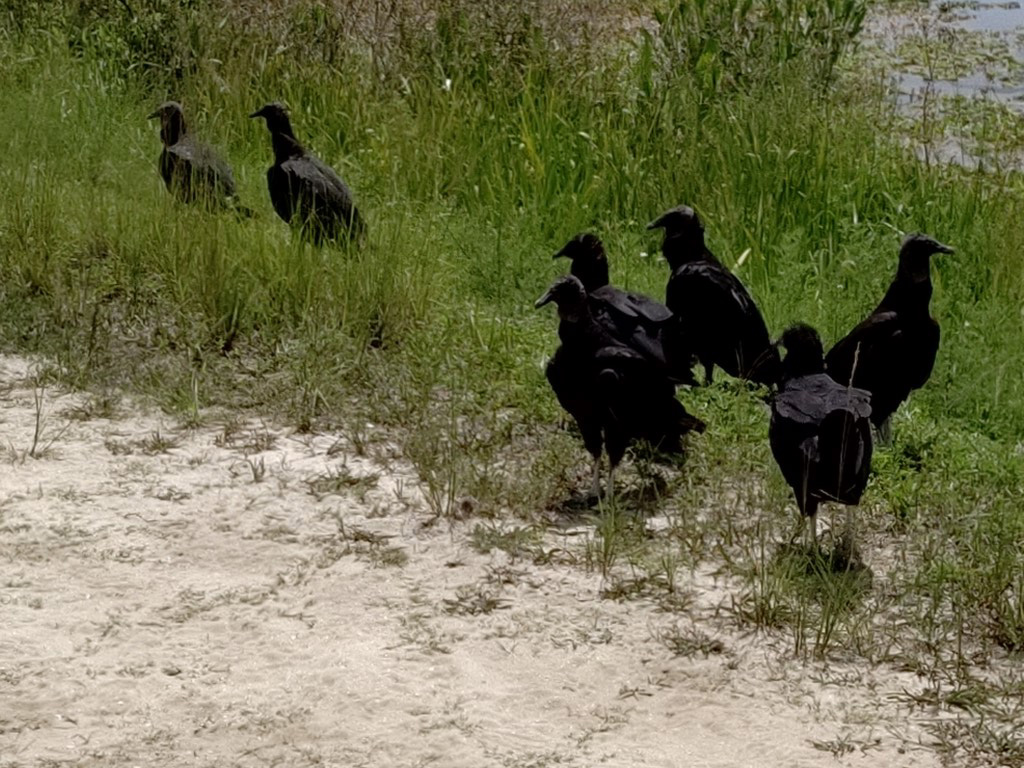 50 Hikes: #21 Orlando Wetlands Park Vultures