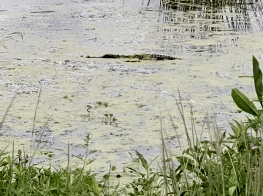 50 Hikes: #21 Orlando Wetlands Park Alligator