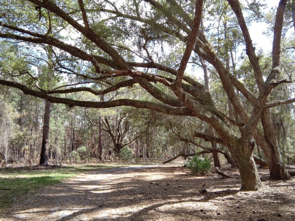 50 Hikes: #26 Split Oak Forest Wildlife and Environmental Area