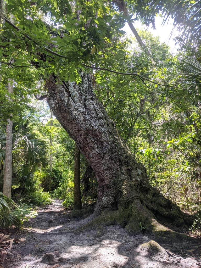 50 Hikes: #48 Enchanted Forest Sanctuary